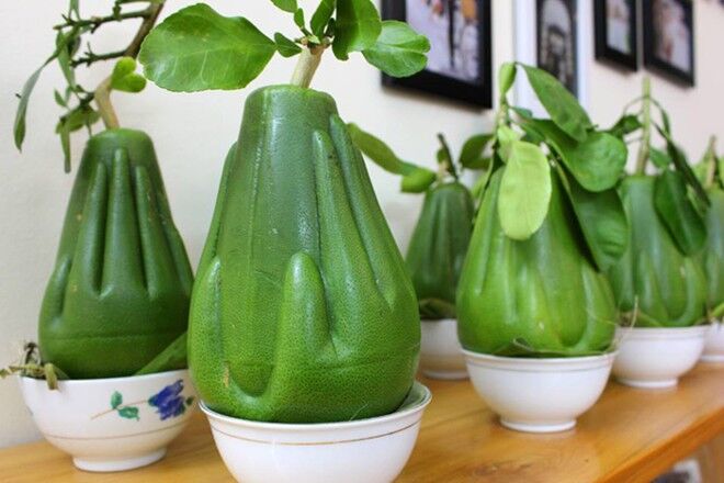 Những loại trái cây Tết được săn lùng nhiều nhất Những loại trái cây Tết được săn lùng nhiều nhất